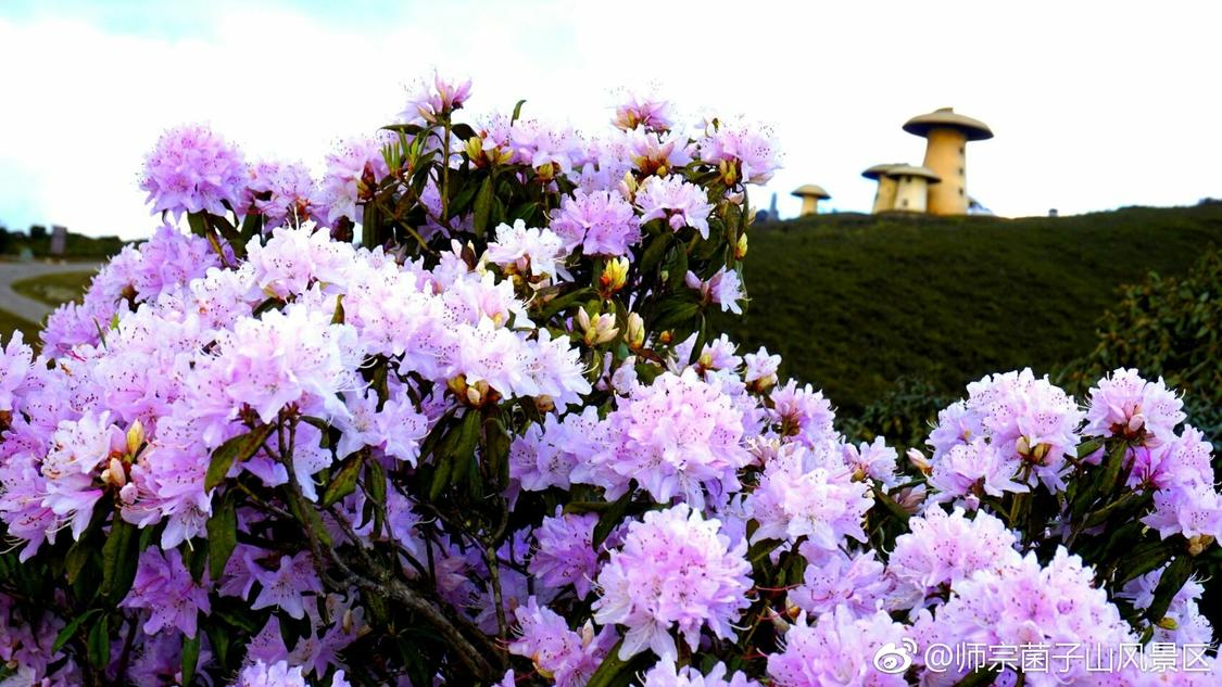 近日搜索推广定制化开发您的 OA 系统:24小时自主操作,从账号优化到内容推广一站式解决朱志鑫苏新皓双人舞